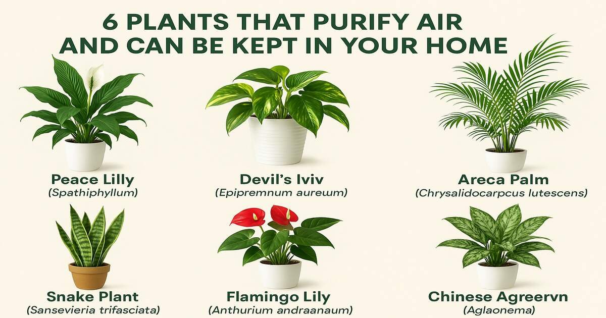 6 Plants That Purify Air and Can Be Kept in Your Home